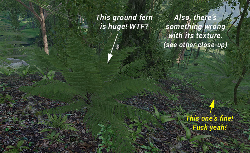 ground_fern_size_problem.jpg